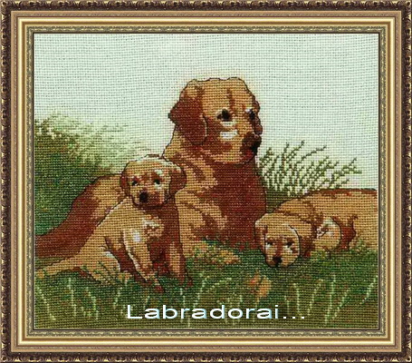 Labradorai