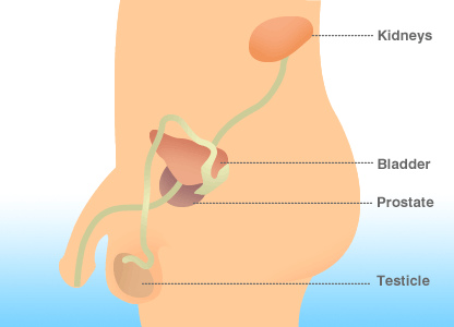 Iš viršaus į apačią: inkstai, pūslė, prostata, sėklidės.