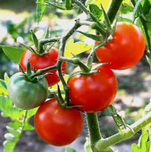 tomatoes-on-vine2_png